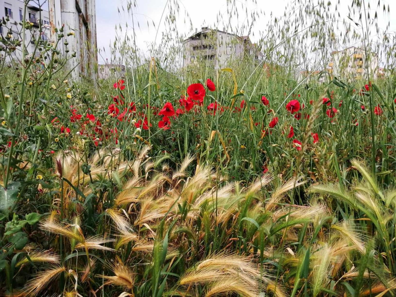 Appartamento Annamaria Pola Esterno foto
